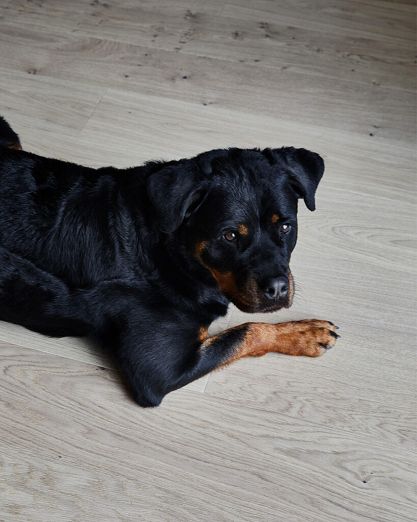 Timberwise-parkettilattia-snohetta-koira