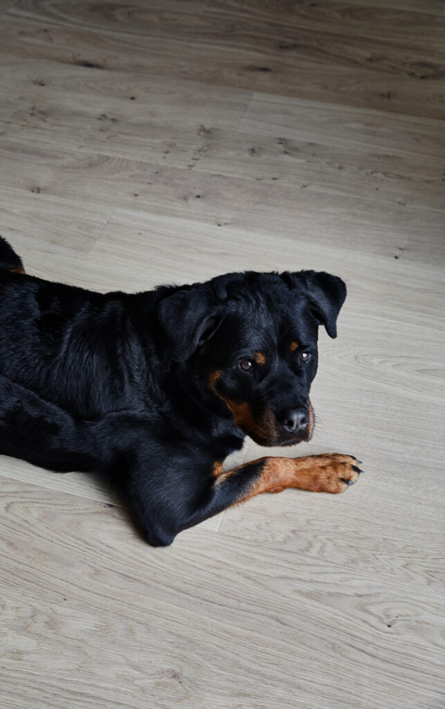 Oak Vintage Snöhetta Brush Waxoil Big Dog